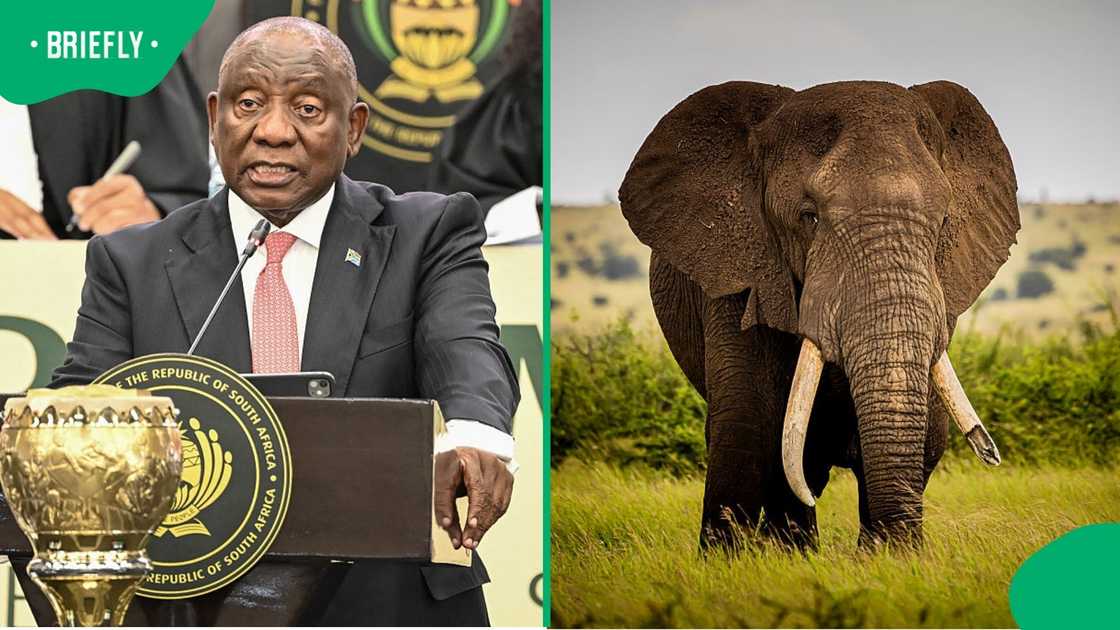 President Cyril Ramaphosa has been accused of operating a trophy-hunting syndicate