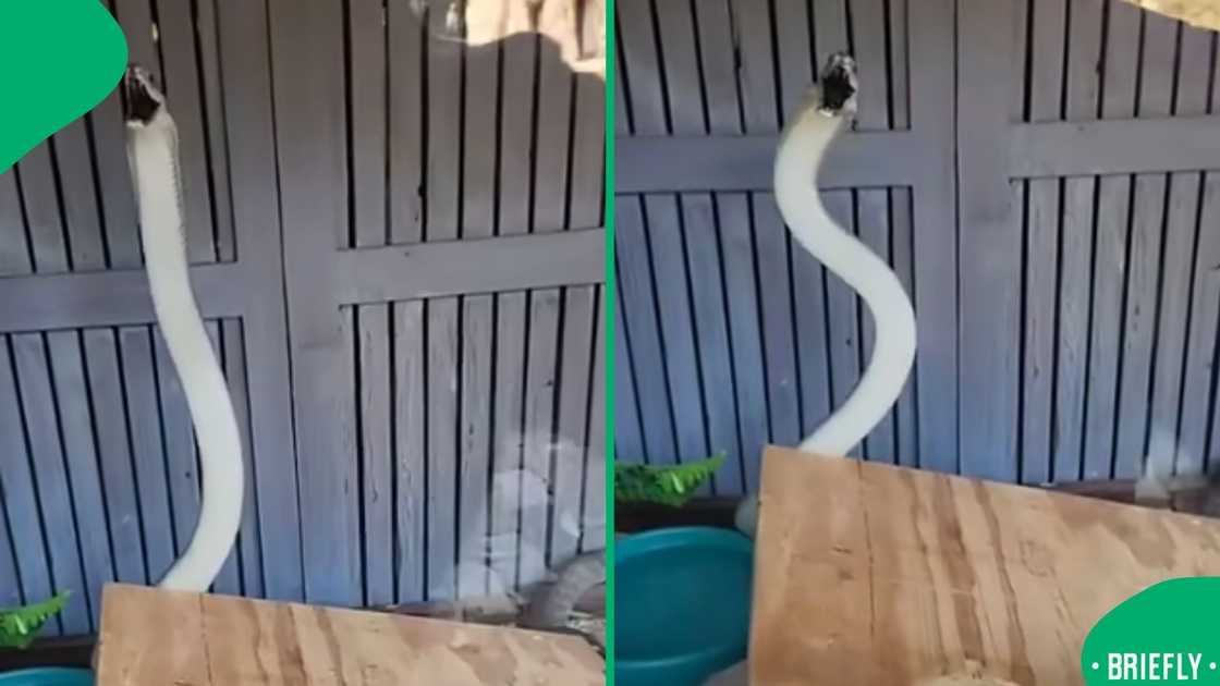 The visual on the right captured the black mamba in action The visual on the right captured the black mamba in action