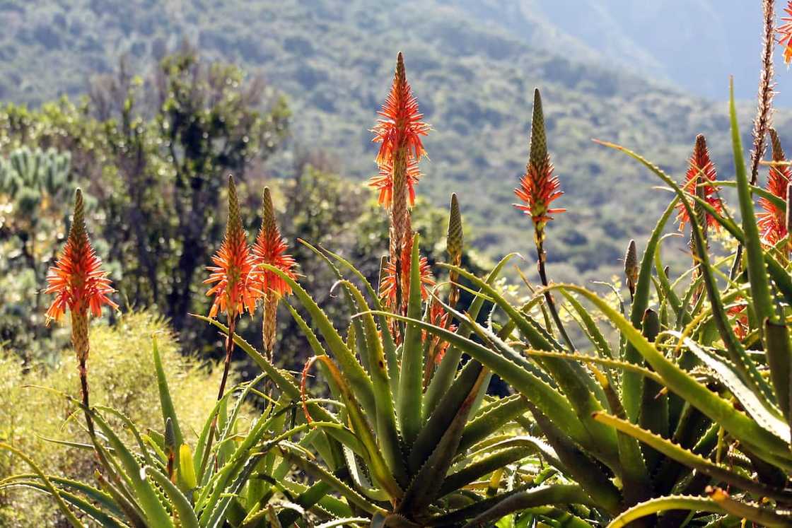 medicinal plants medicinal plants