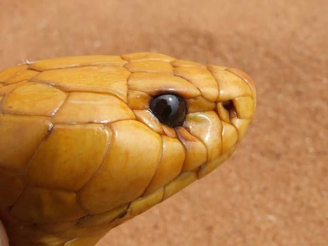 What poisonous snakes are in South Africa? What poisonous snakes are in South Africa?