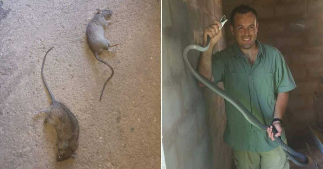 snakes, rats, mamba, black, nick, evans, durban, farm, chicken, killed snakes, rats, mamba, black, nick, evans, durban, farm, chicken, killed