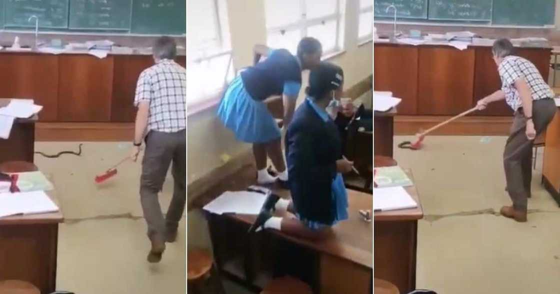 Snake, snake in classroom, teacher rescues students, unidentified snake, screaming students, viral post, trending news