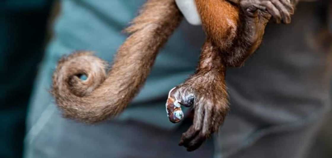 Monkey tail beard becomes the popular facial hair trend for 2021 Monkey tail beard becomes the popular facial hair trend for 2021