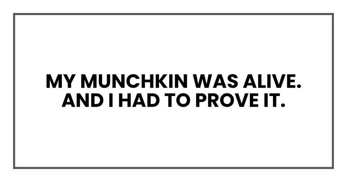 My Munchkin was alive. And I had to prove it. My Munchkin was alive. And I had to prove it.
