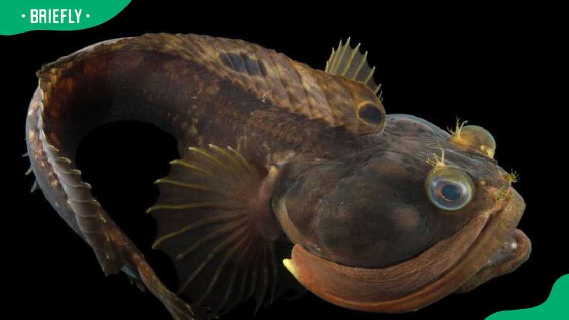 Sarcastic fringehead in water.