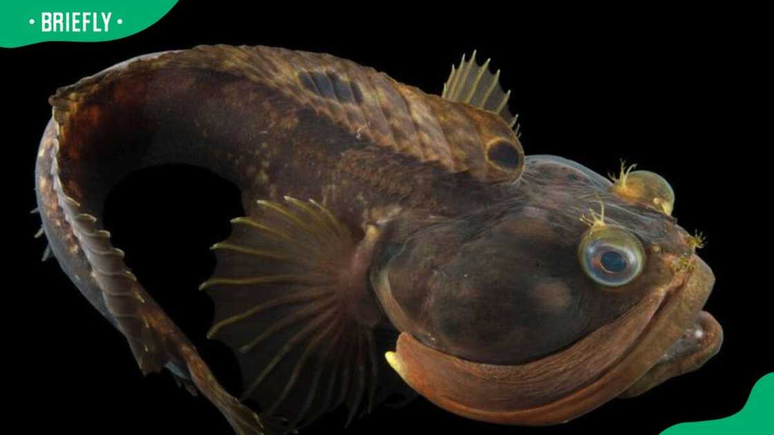 Sarcastic fringehead in water. Sarcastic fringehead in water.