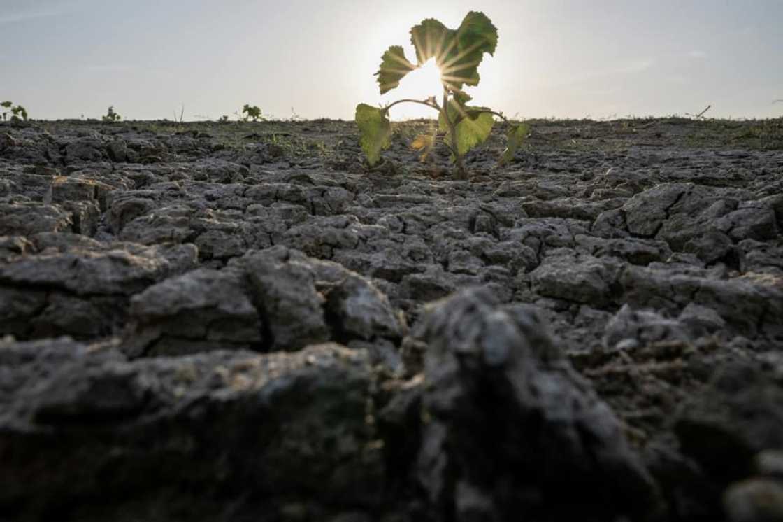 A dry bank of the Loire river in Ancenis, western France