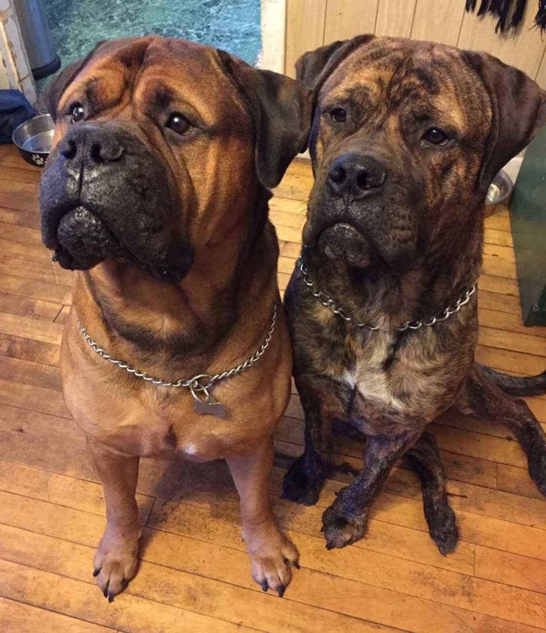 Guard dog breeds Guard dog breeds