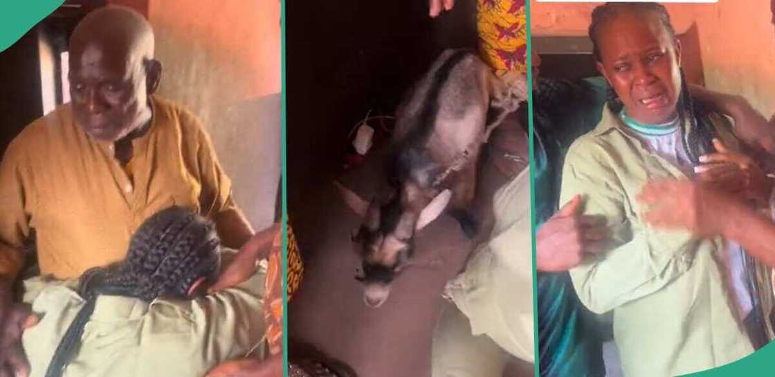 Father gives his daughter goat after she returned from NYSC. Father gives his daughter goat after she returned from NYSC.