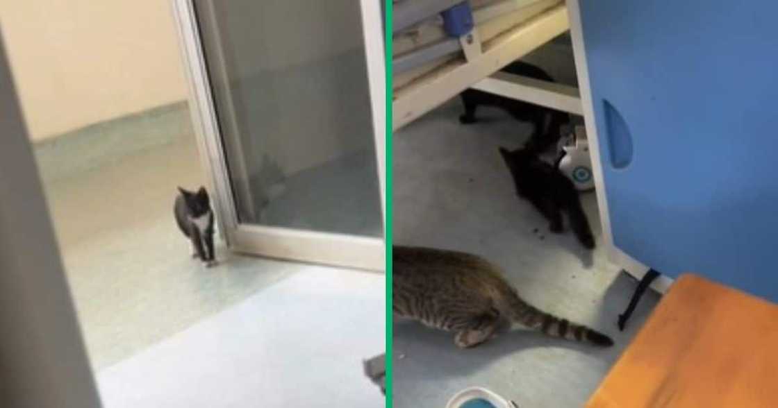 TikTok video of Limpopo hospital filled with cats TikTok video of Limpopo hospital filled with cats