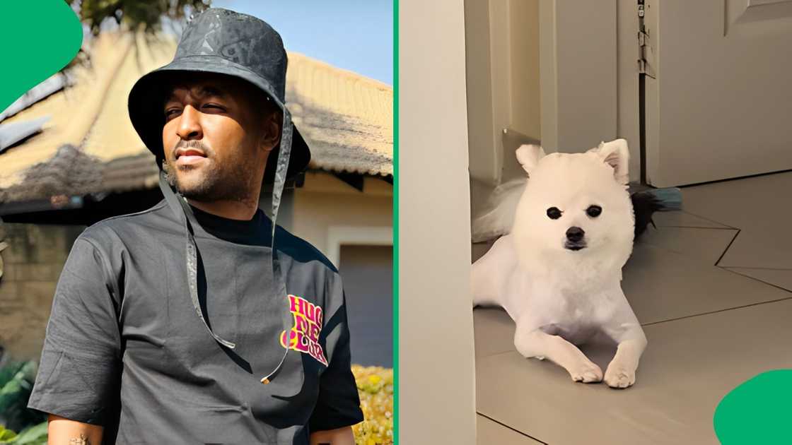 A TikTok user left social media users in stitches after posting his dogs content A TikTok user left social media users in stitches after posting his dogs content