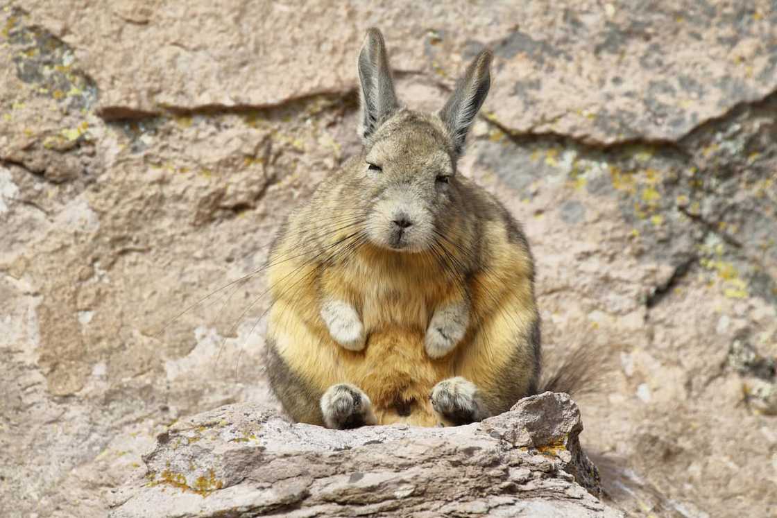 Mountain Viscacha (Lagidium viscacia) sitting on a rock Mountain Viscacha (Lagidium viscacia) sitting on a rock