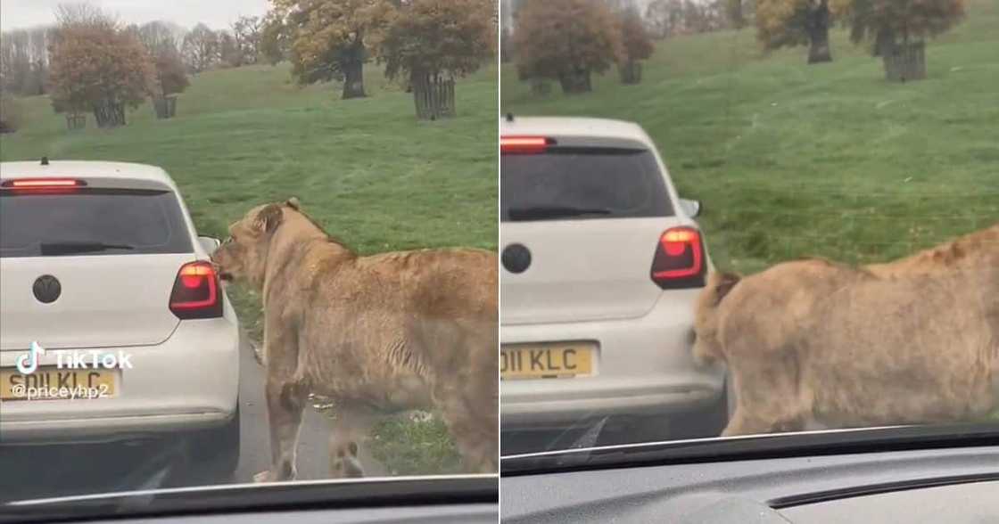 Lion tries to bite a car Lion tries to bite a car