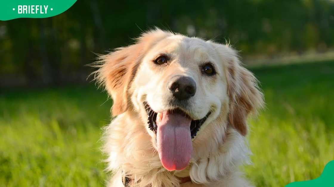 Golden Retriever dog breed Golden Retriever dog breed
