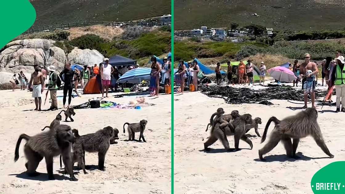 Baboons invaded Cape Town beach in a TikTok video. Baboons invaded Cape Town beach in a TikTok video.