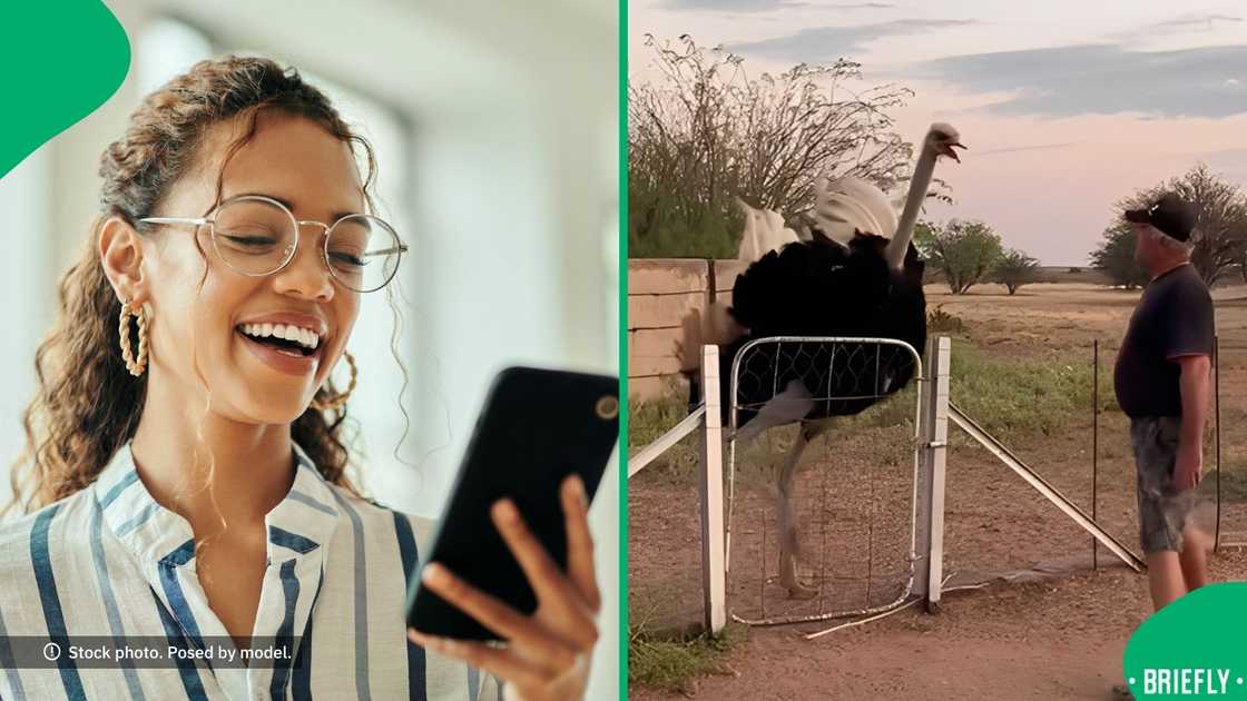 People laughed at a man's encounter with an ostrich.