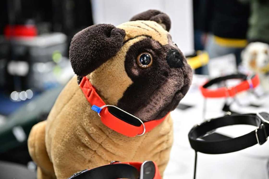 The Minitailz, a smart collar for dogs and cats from Inoxia, at the Consumer Electronics Show in Las Vegas, Nevada The Minitailz, a smart collar for dogs and cats from Inoxia, at the Consumer Electronics Show in Las Vegas, Nevada