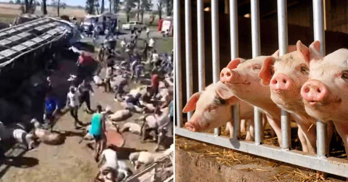Video, Locals, Looting Overturned Truck, Livestock, South African Video, Locals, Looting Overturned Truck, Livestock, South African