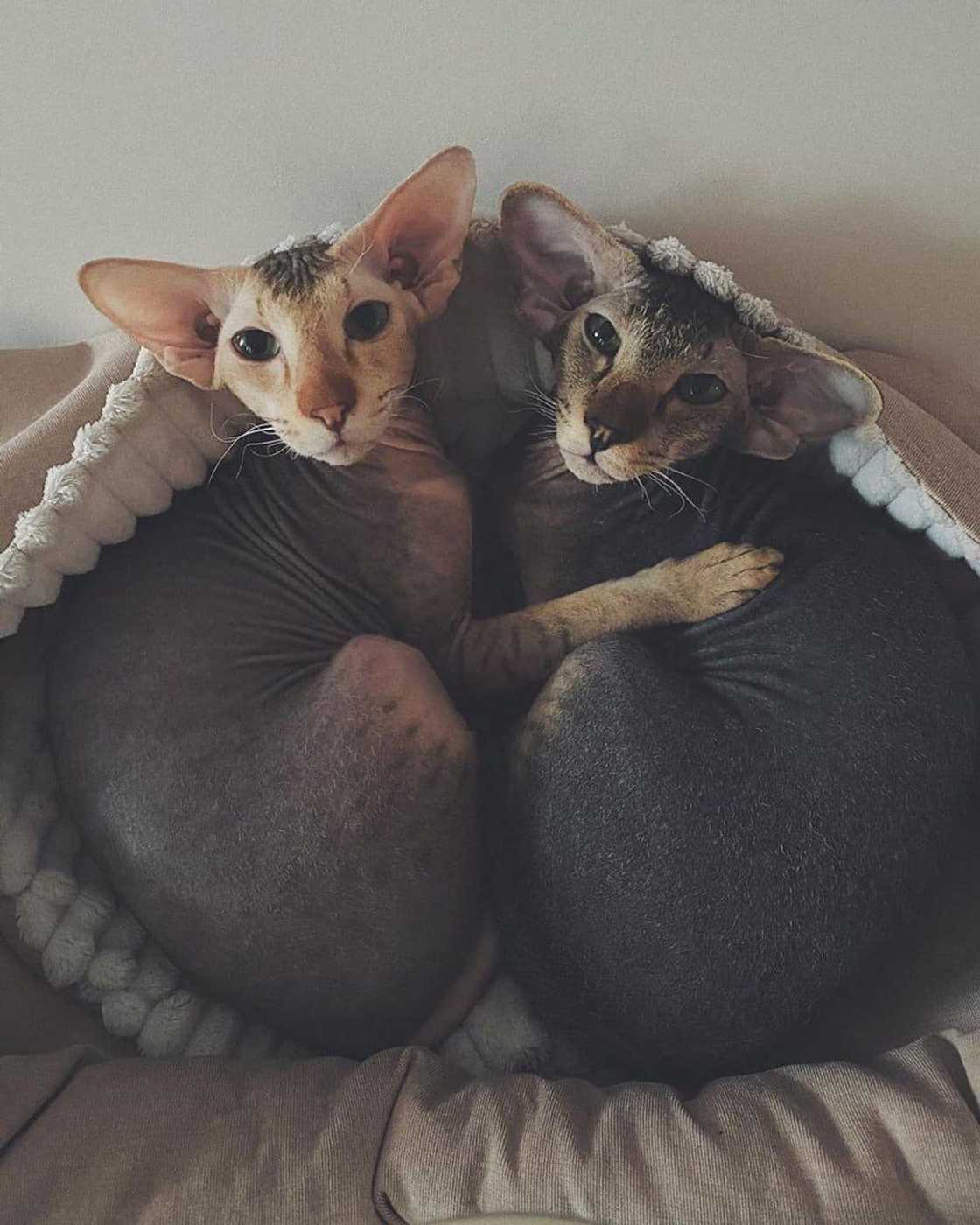 Most expensive cats prices Most expensive cats prices