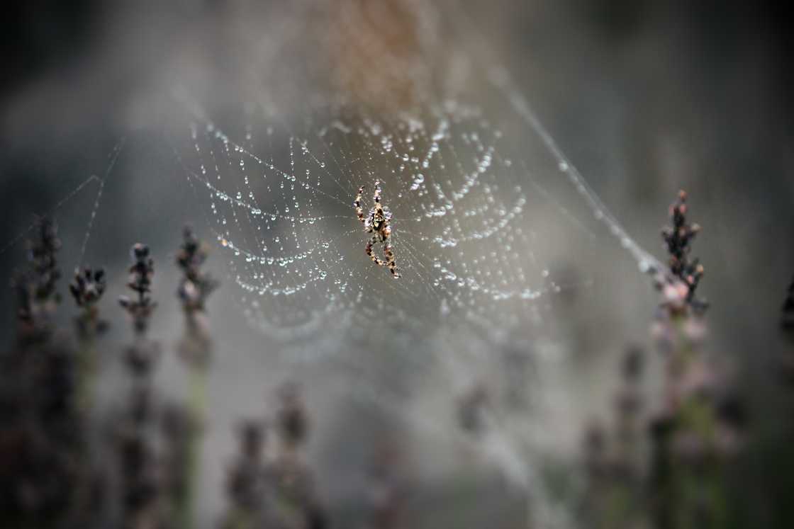 Huntsman spiders usually come out with the rain Huntsman spiders usually come out with the rain