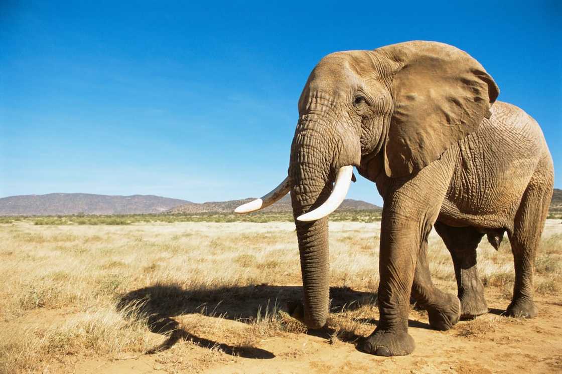 An African elephant in a national reserve An African elephant in a national reserve