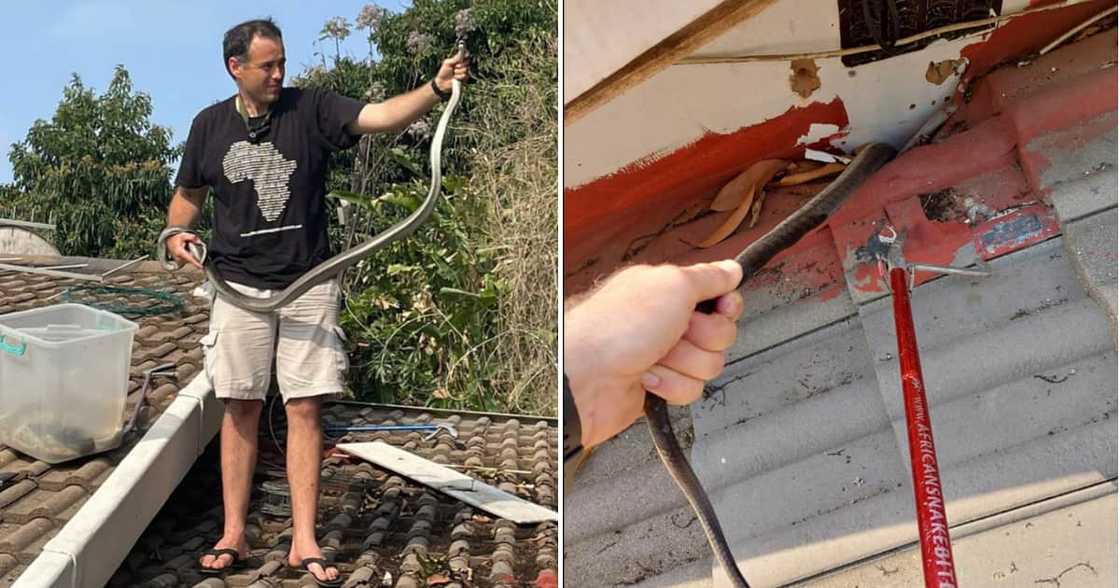 Reptile conservationist Nick Evans pulled out a black mamba. Reptile conservationist Nick Evans pulled out a black mamba.