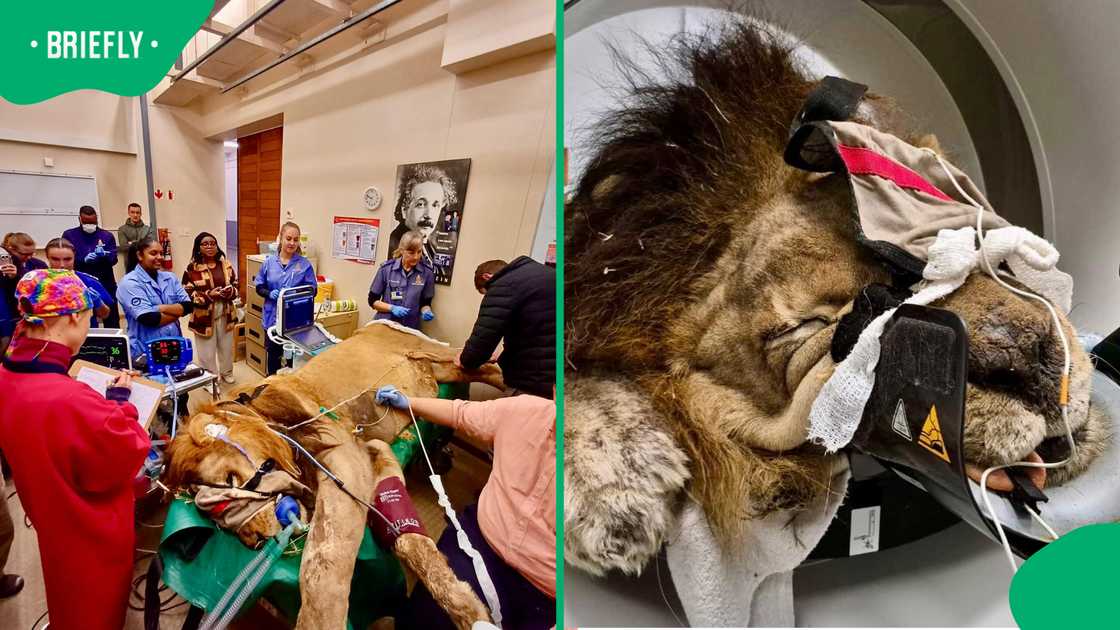 Lion receives CT scan at Onderstepoort veterinary academic hospital Lion receives CT scan at Onderstepoort veterinary academic hospital