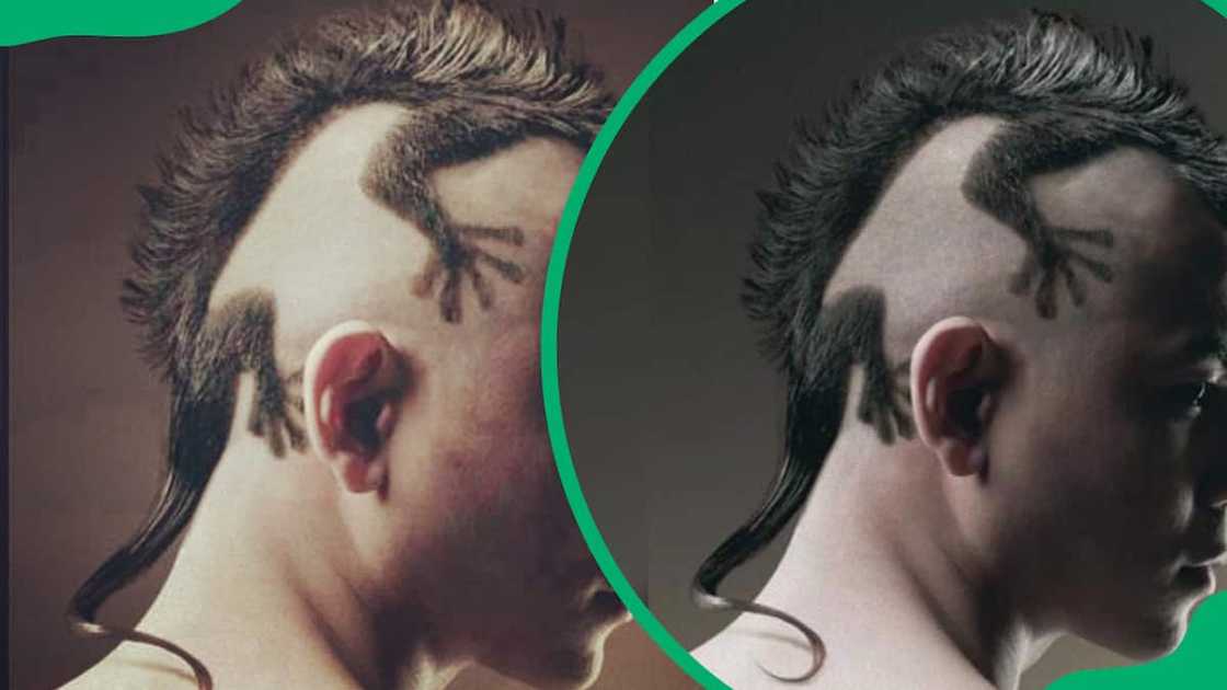 Gecko haircut Gecko haircut