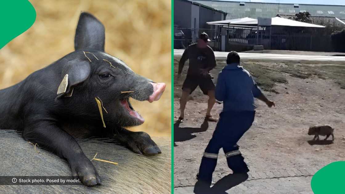 People tried to catch a pig on the loose.