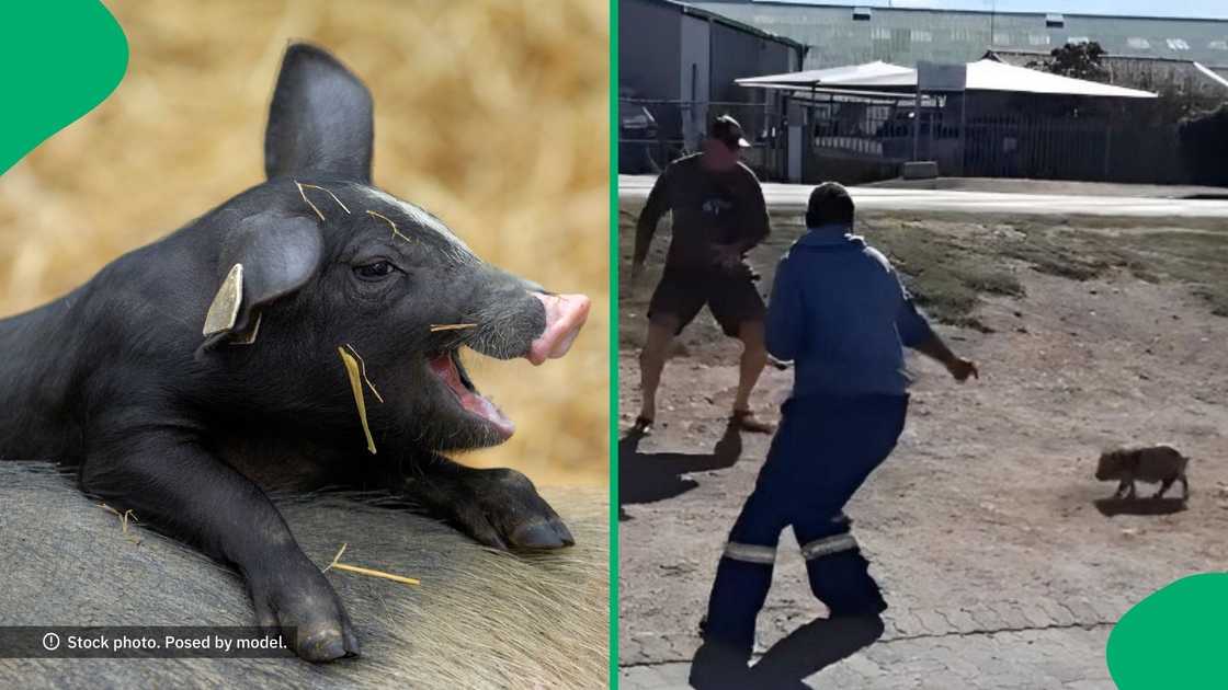 People tried to catch a pig on the loose. People tried to catch a pig on the loose.
