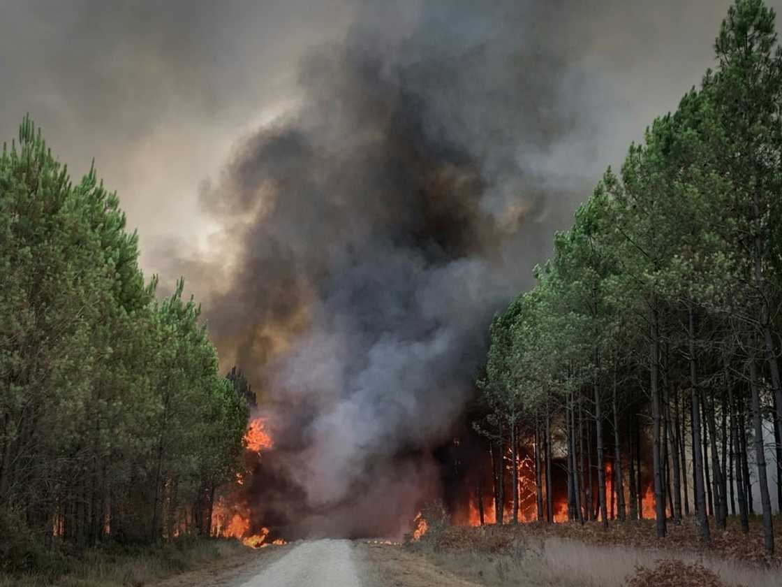 Thousands of hectares of pine forest have been destoyed in the Landiras blaze since Tuesday