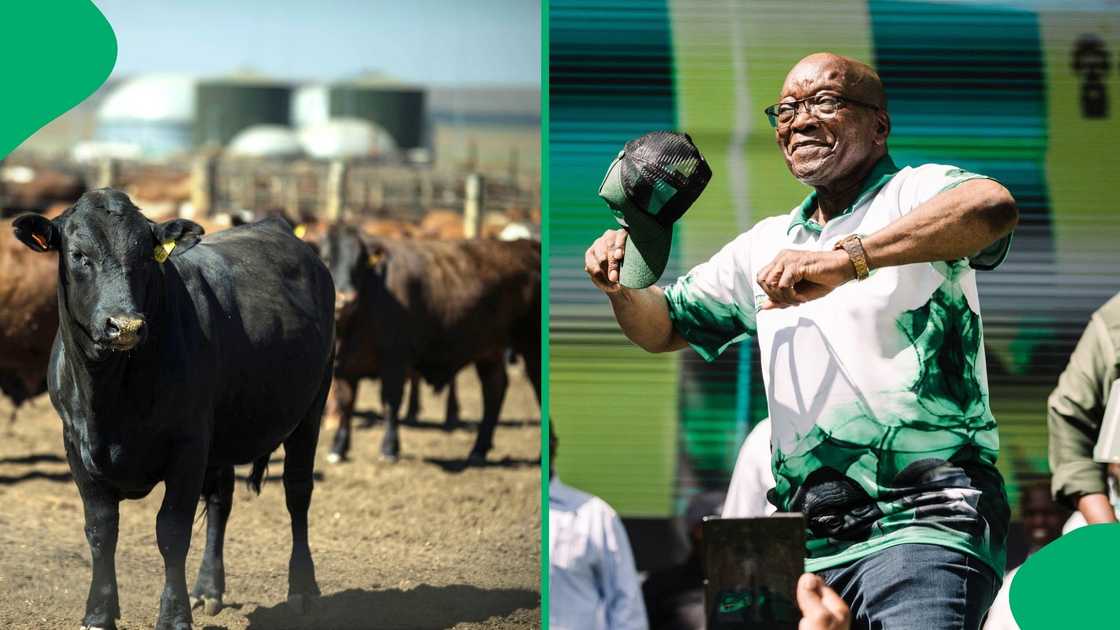Jacob Zuma is wiling to sell his cattle to fund MK Party's legal battle. Jacob Zuma is wiling to sell his cattle to fund MK Party's legal battle.