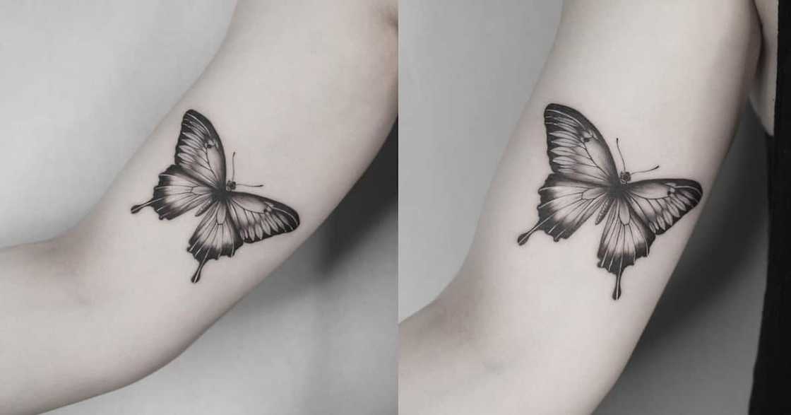 Butterfly Butterfly