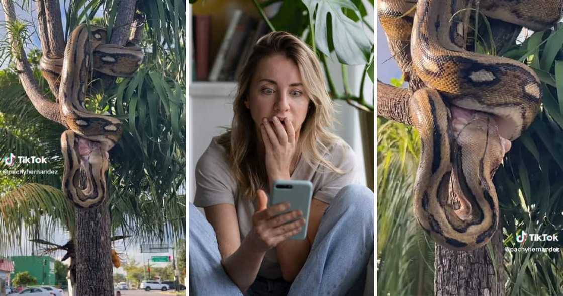 The massive reptile took its time with what it was eating. The massive reptile took its time with what it was eating.