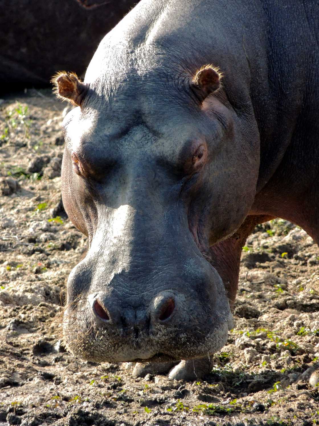 Hippos are the most dangerous mammal on land