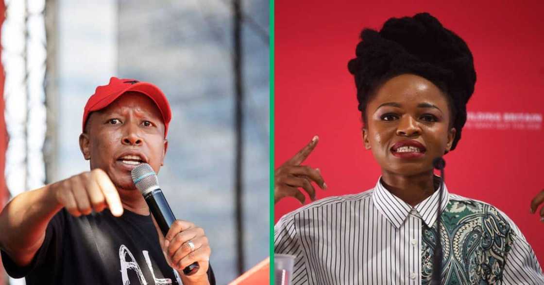 Julius Malema snubbed rumours that the EFF is against Naledi Chirwa Julius Malema snubbed rumours that the EFF is against Naledi Chirwa