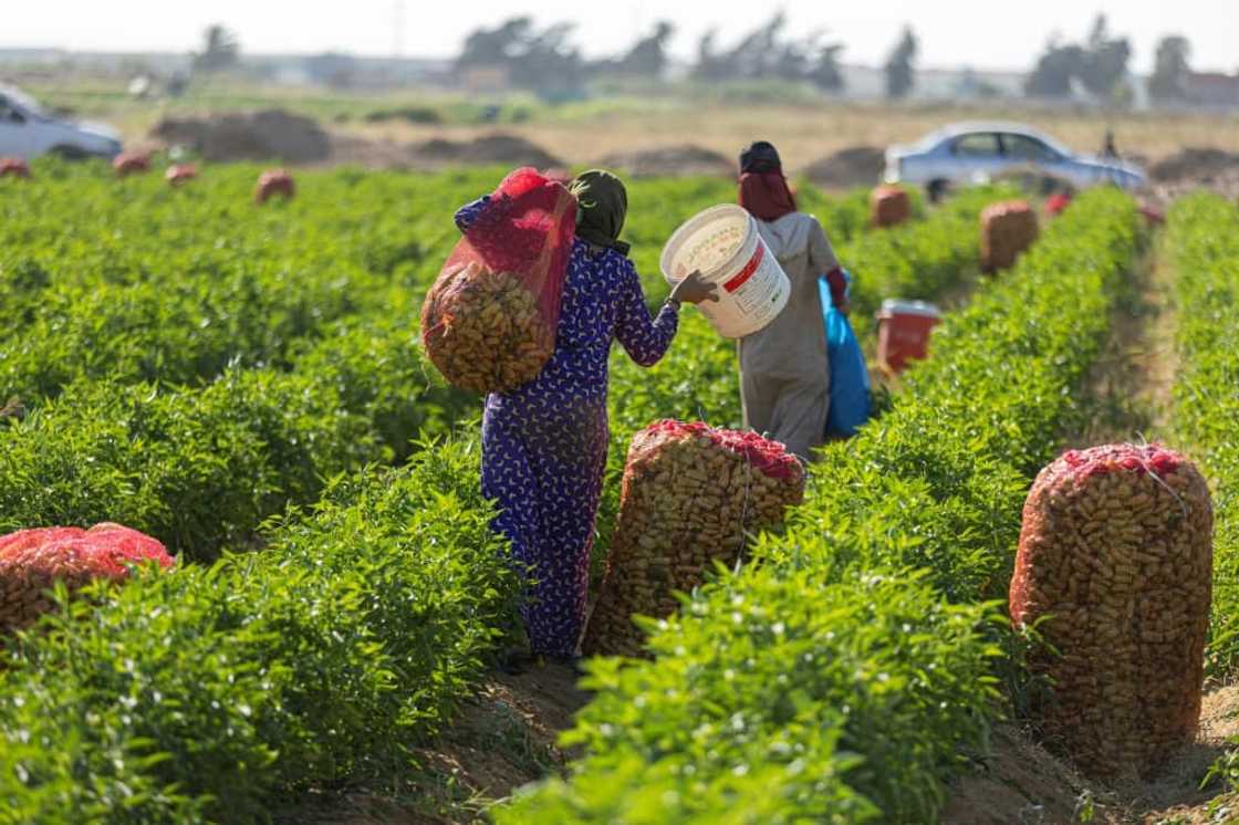 Egyptian smallholders have stepped in to help make up the feared shortfall in the nation's food supply since Russia invaded Ukraine but many of them struggle to break even Egyptian smallholders have stepped in to help make up the feared shortfall in the nation's food supply since Russia invaded Ukraine but many of them struggle to break even