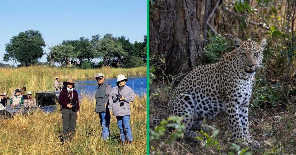 South African tourists scare off a hungry leopard. South African tourists scare off a hungry leopard.