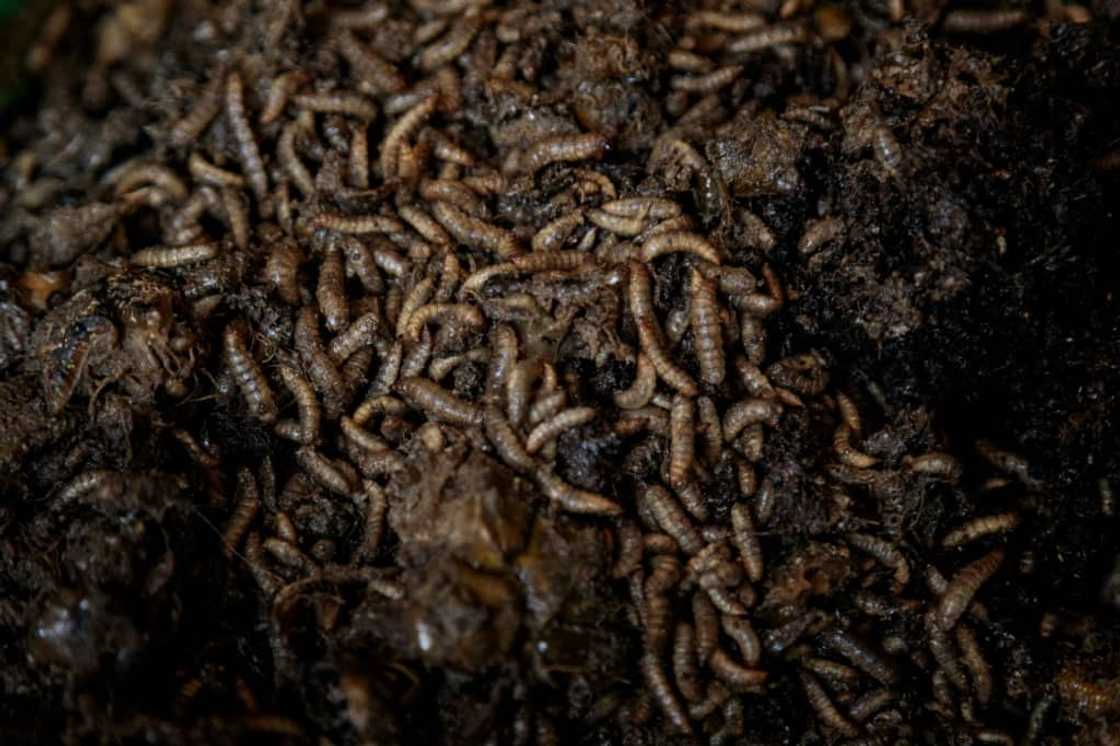 The larvae's powerful stomach enzymes turn food waste into fertiliser The larvae's powerful stomach enzymes turn food waste into fertiliser