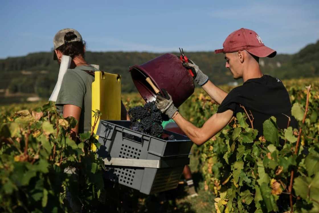 Harvesters collect grapes in France's Burgundy wine region Harvesters collect grapes in France's Burgundy wine region