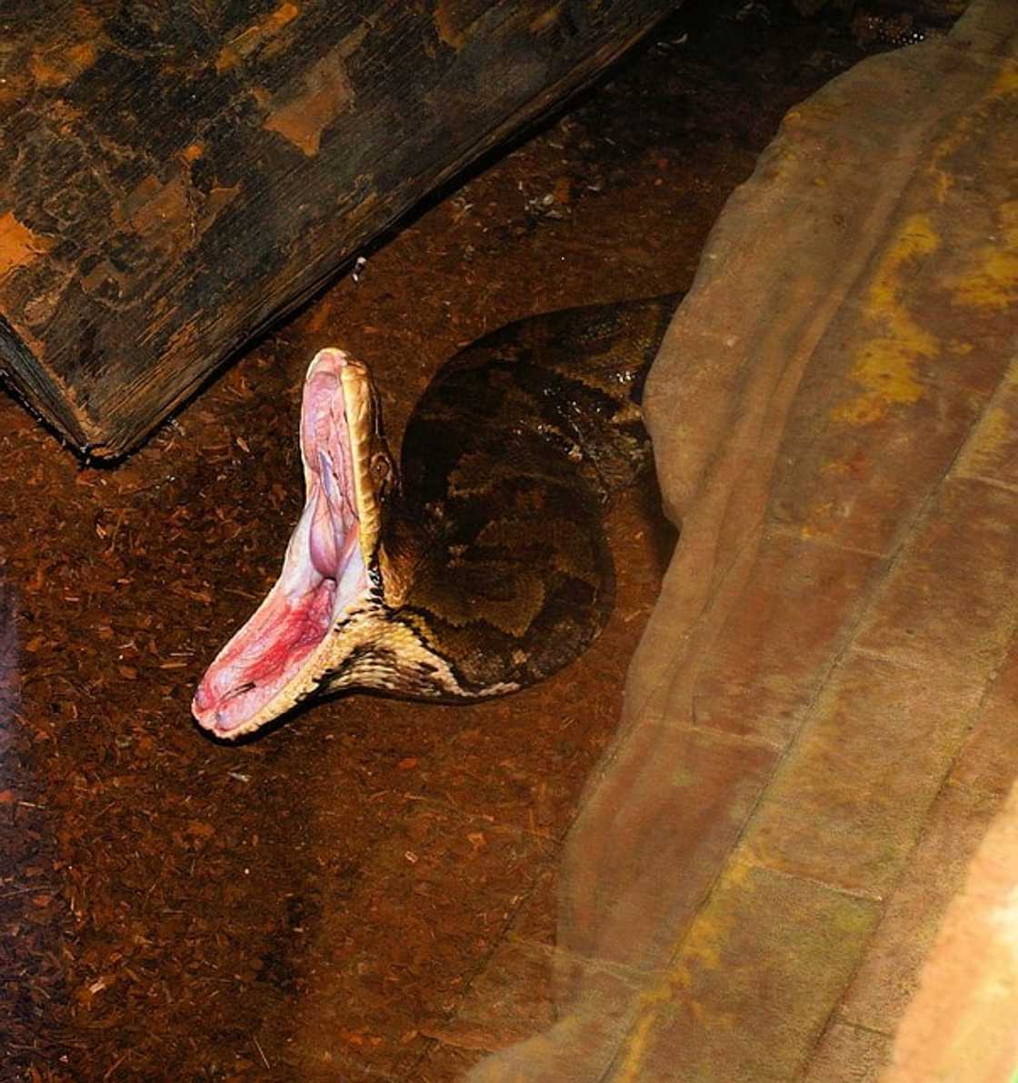 Snakes of South Africa identification Snakes of South Africa identification