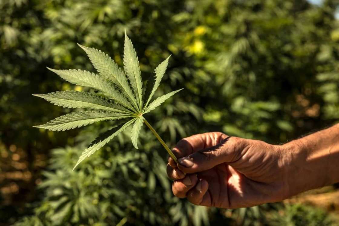 Growers hope that a change in the law will help them profit legally from medicinal cannabis, increasingly used to treat conditions including multiple sclerosis and epilepsy Growers hope that a change in the law will help them profit legally from medicinal cannabis, increasingly used to treat conditions including multiple sclerosis and epilepsy