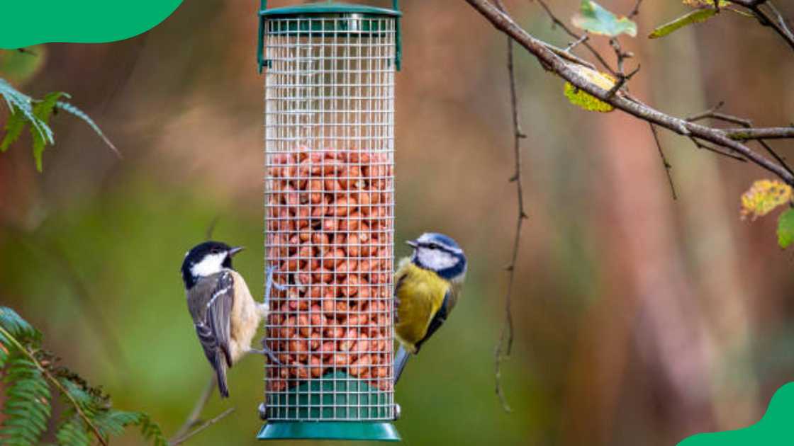 A coal tit and a blue tit feeding on a hanging bird feeder.