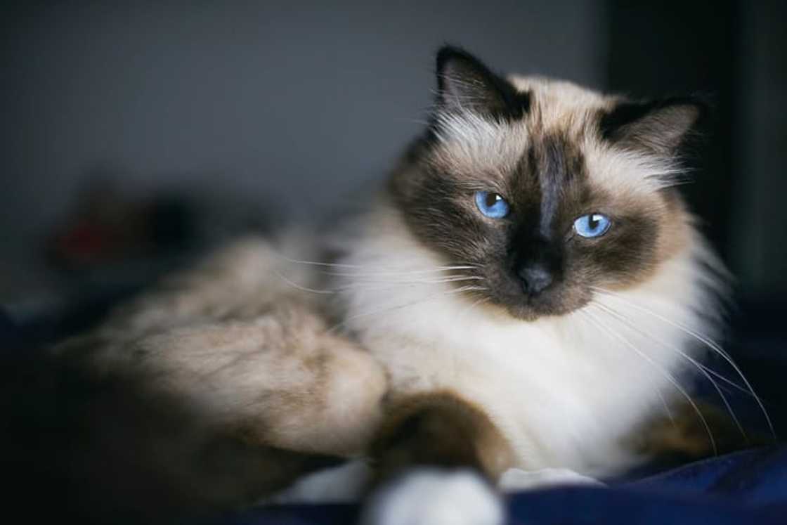 A Birman lying on a bed A Birman lying on a bed