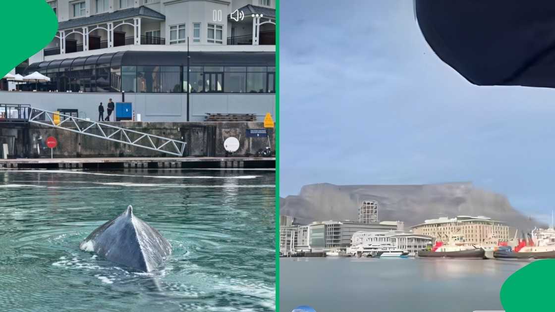 The video showed the large mammal moving further away from the deep ocean The video showed the large mammal moving further away from the deep ocean