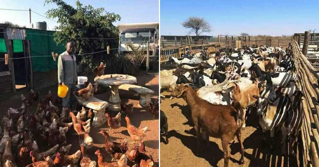 From owning only 3 goats to reaching boss levels in farming, meet Emmanuel Mudau From owning only 3 goats to reaching boss levels in farming, meet Emmanuel Mudau