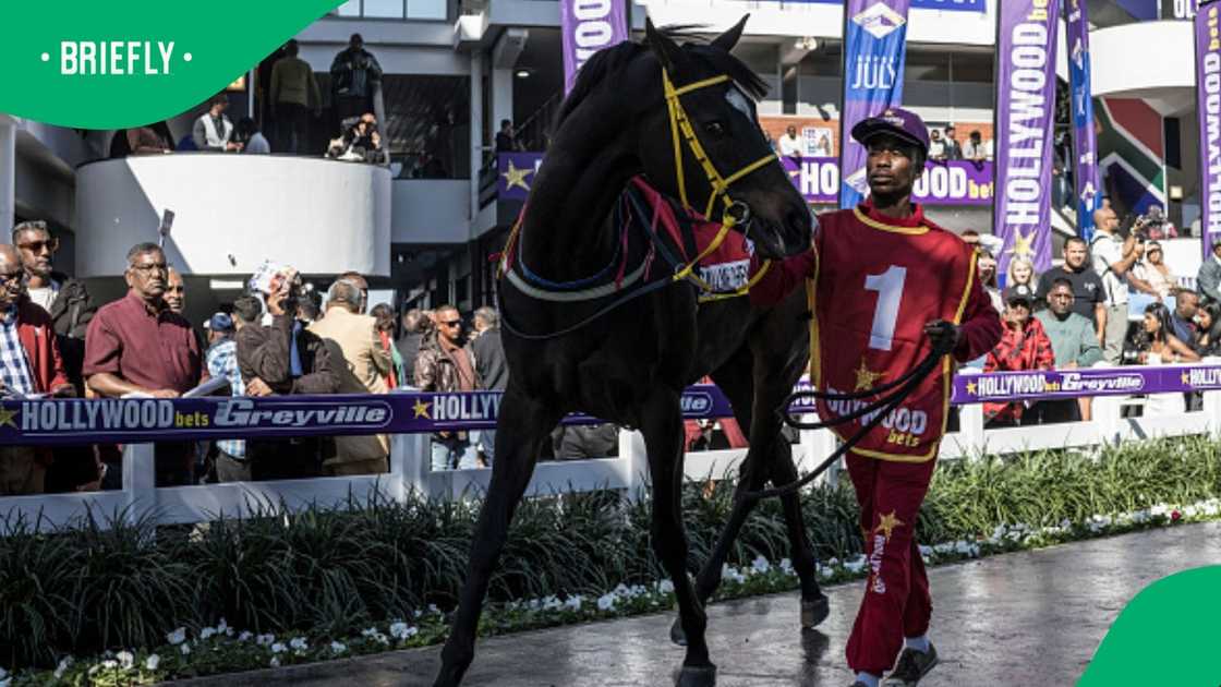 Horse racing, South Africa, Golden Circle, Durban
