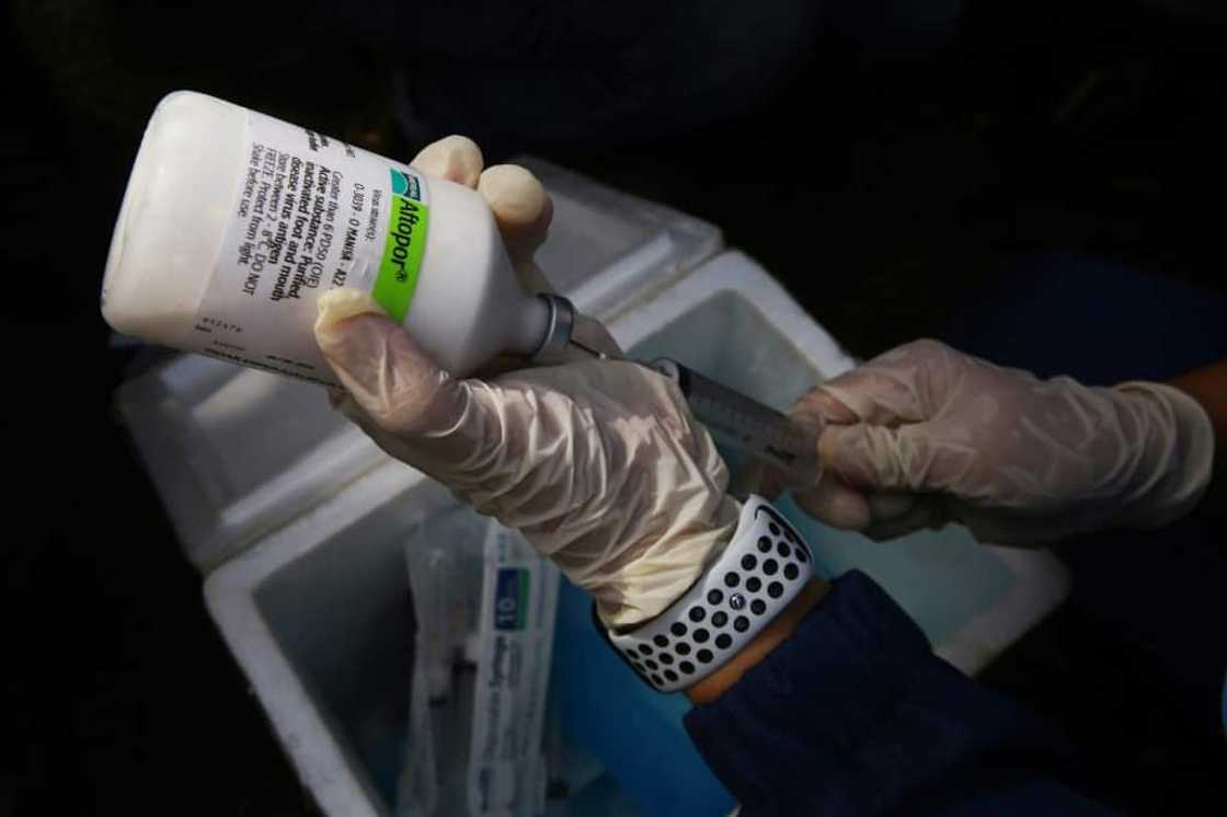 A veterinarian prepares a livestock vaccine for foot-and-mouth disease in Indonesia's Lampung province