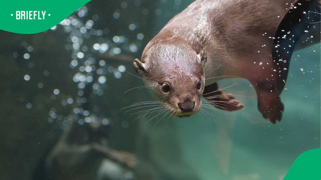 Reno swim instructor recalls terrifying otter attack at Lake Tahoe