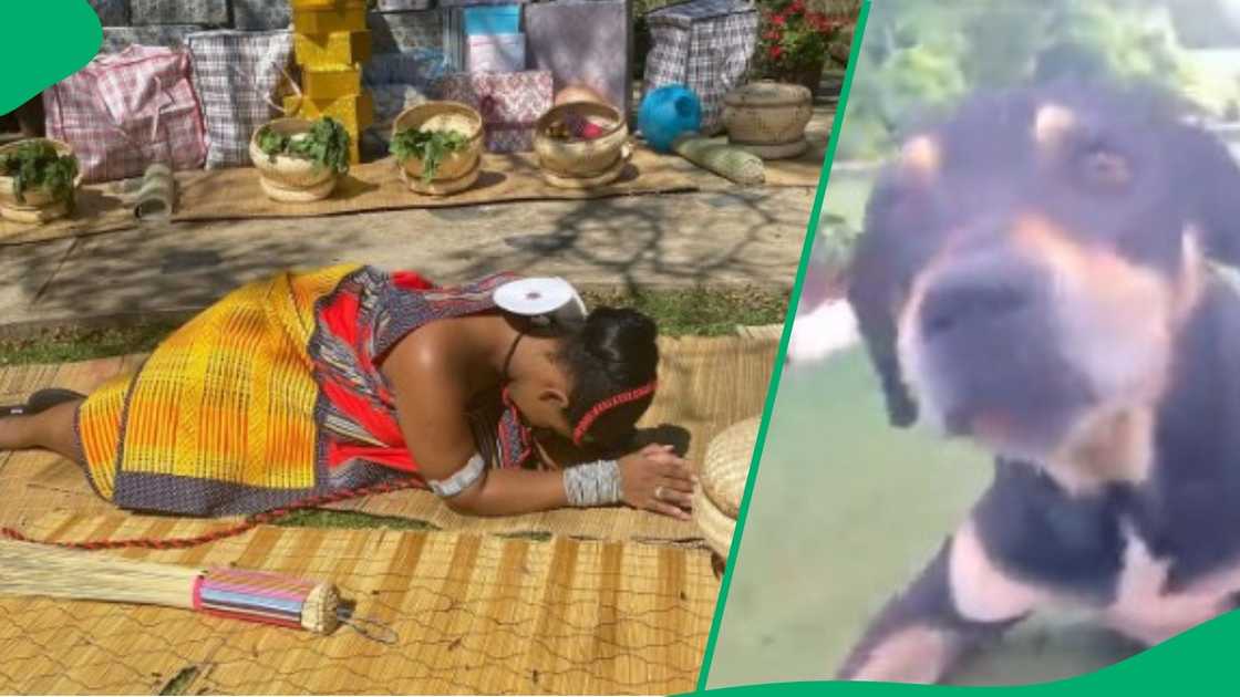 Dog greets like Venda person in TikTok video
